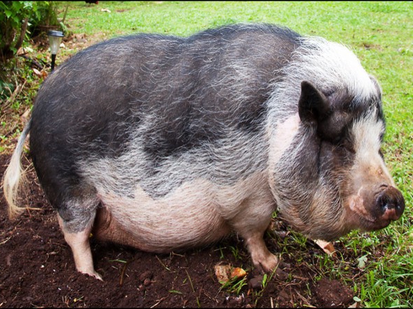 fokomstandigheden van varkens
