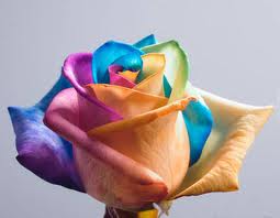  Veelkleurige rozen