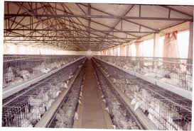 Pluimveehouderij als bedrijf
