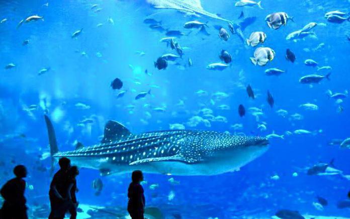  nieuw aquarium in Moskou vdnh