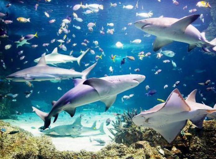 Moskou nieuwe aquariumfoto