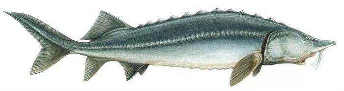 steur beluga