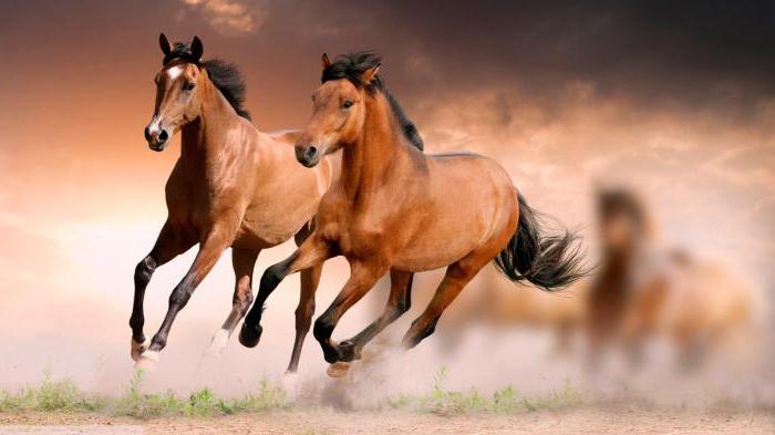 het duurste paard