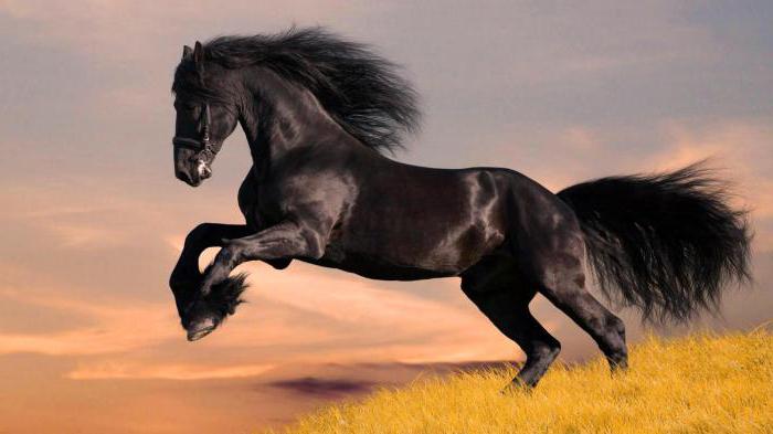 paardenrassen