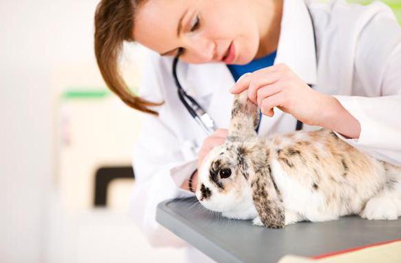 24-uurs veterinaire apotheek in Moskou