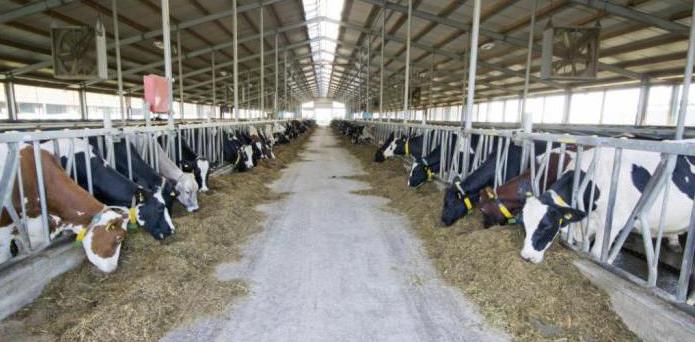 domowa mini farma