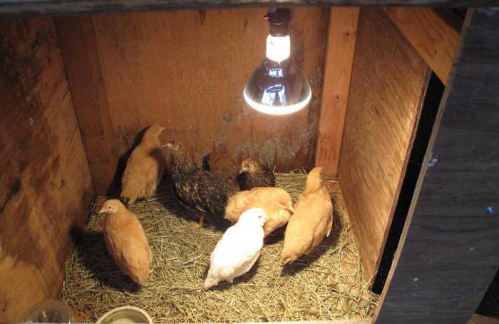 lampy do dezynfekcji kurników