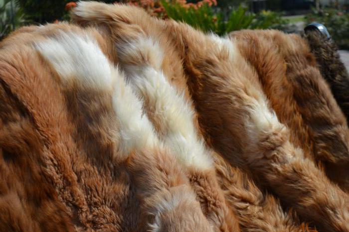 vicuna bont