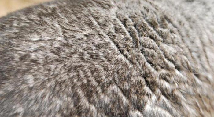 chinchilla bont