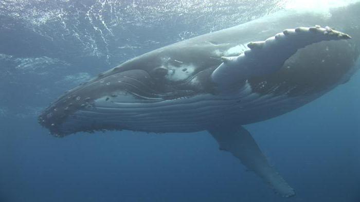 biologische hulpbronnen van de wereld