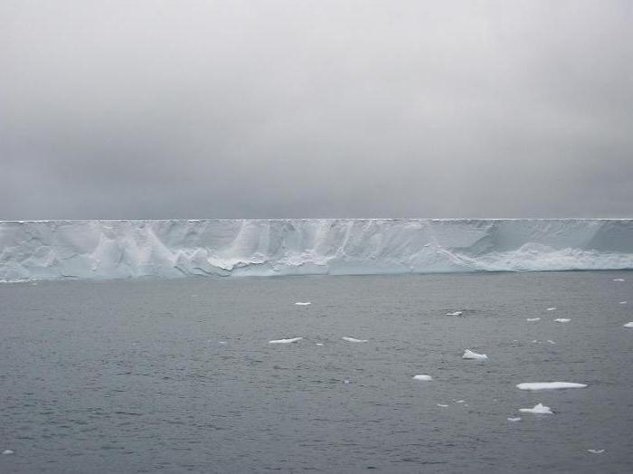 antarctic paznokci ale