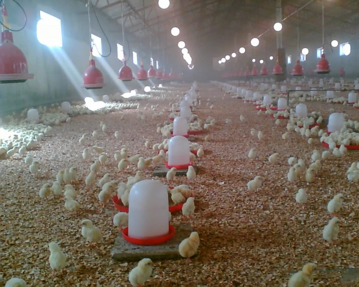jak zbudować farmę kurczaków