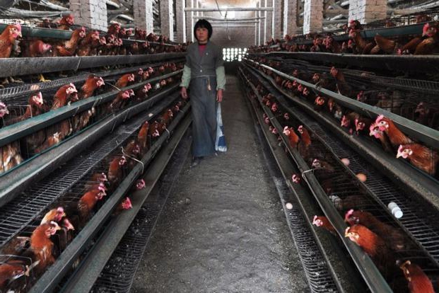 jak otworzyć farmę kurczaków