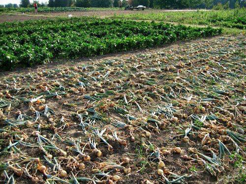 tabela różnic, która jest lepsza niż chłopska farma lub IP