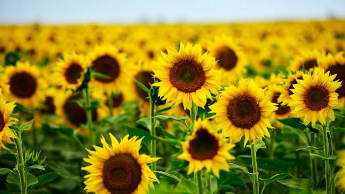 czynsz za zasoby naturalne w Rosji