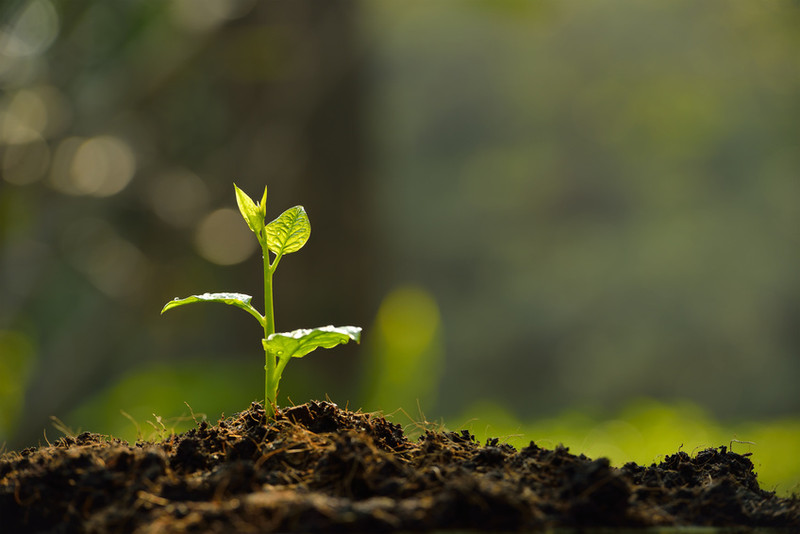 Jonge plant