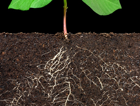 Het wortelstelsel van de plant in de bodem