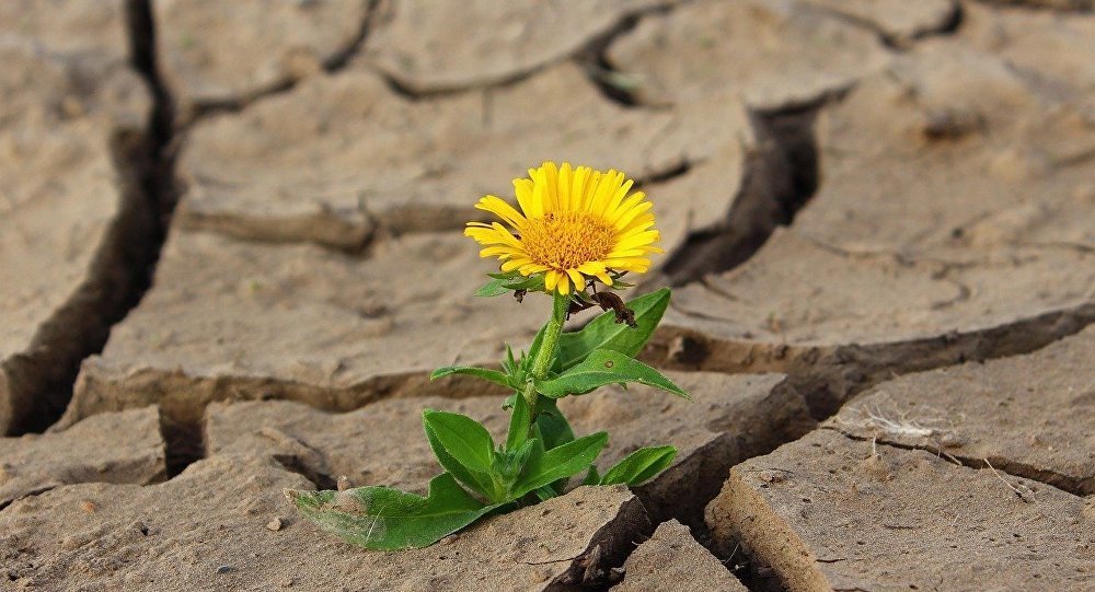Paardebloem op droge grond