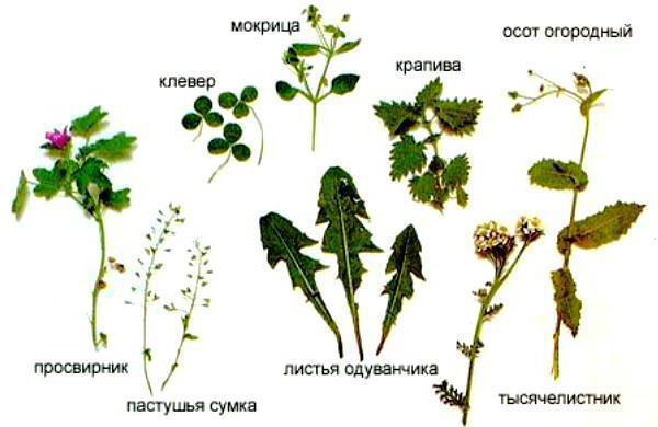 Opis rasy królika kalifornijskiego