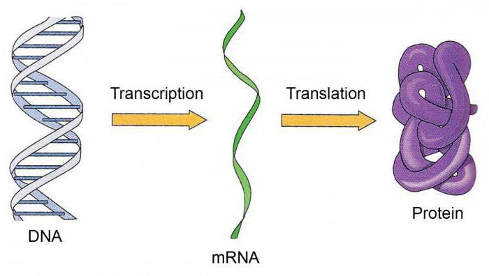 dowód na genetyczną rolę DNA i RNA