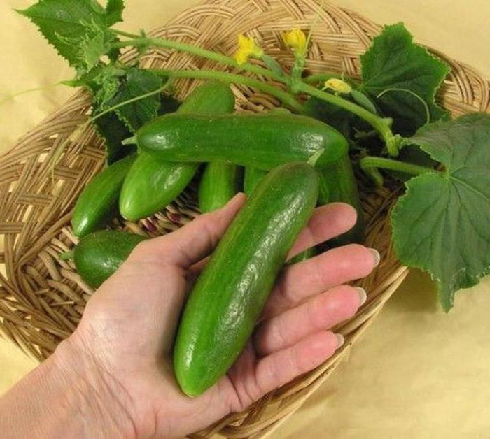 jak uprawiać ogórki w domu