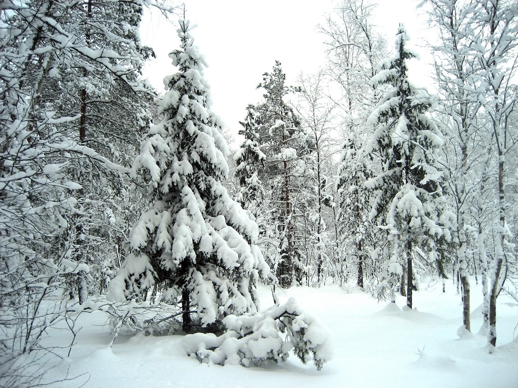 Winter landschap