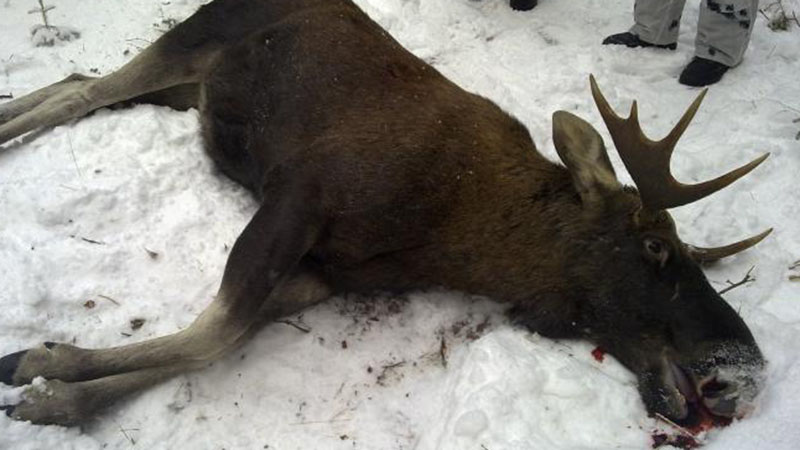 boete voor neergeslagen eland op de weg
