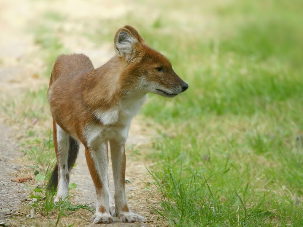 do szczególnie chronionych obszarów naturalnych o znaczeniu federalnym należą