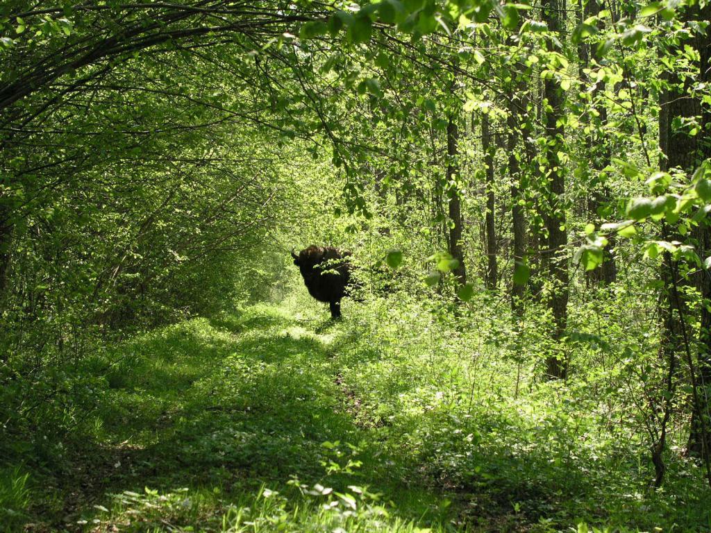 Siedlisko żubrów