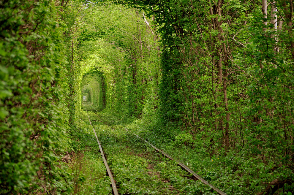 Tunel kolejowy żywych drzew leśnych