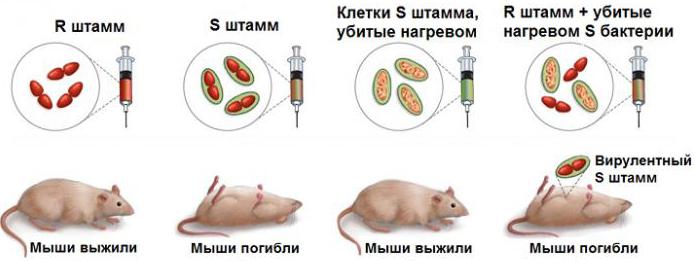 eksperymentalne dowody na rolę DNA