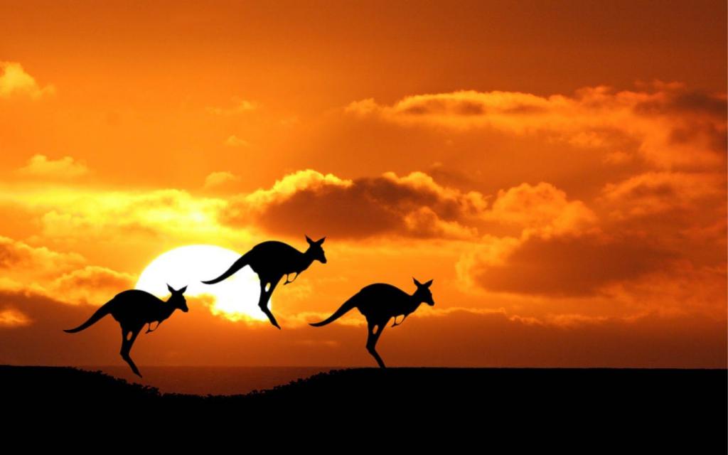 Kangur - Australia