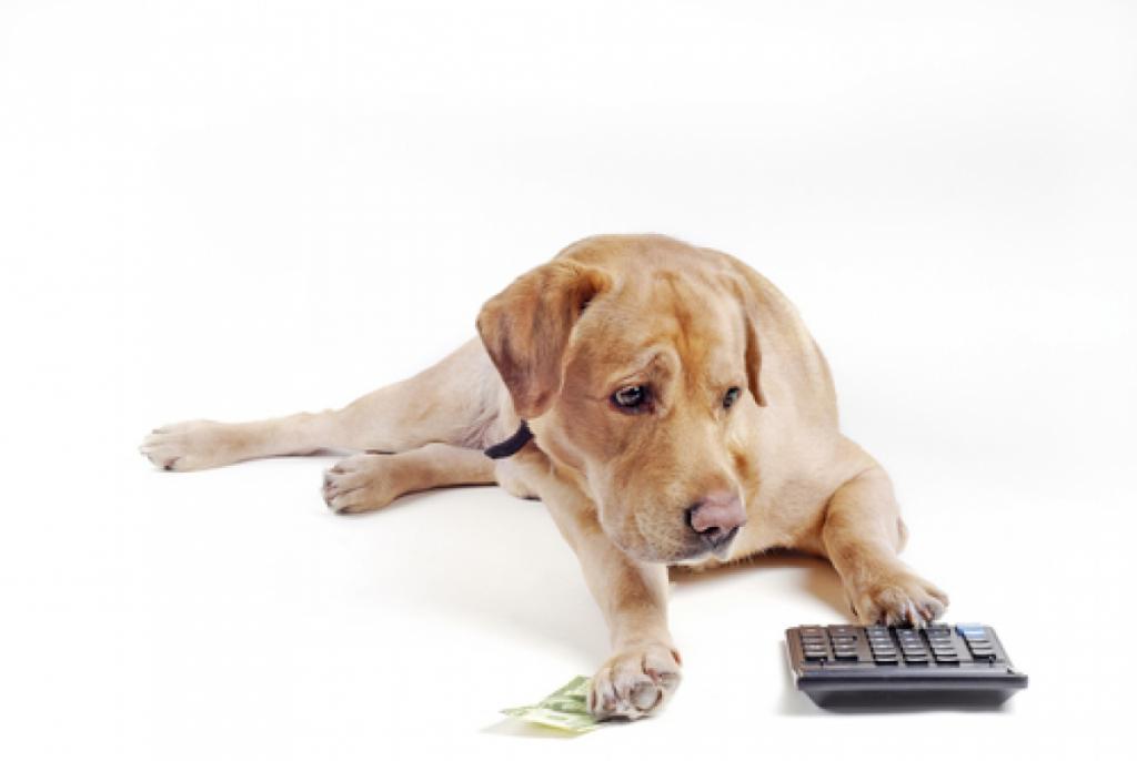Hoeveel kost de hond
