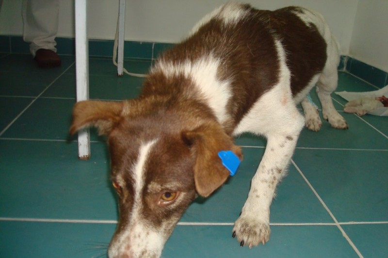 Gesteriliseerde hond