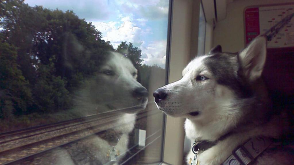 Poważny husky