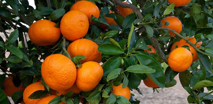 Citrus plukken in het werk van Spanje